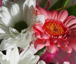 Chryzantema, Gerbera