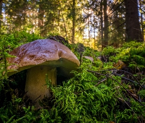 Grzyb, Leśna, Las, Ściółka, Borowik