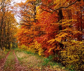 Las, Ścieżka, Jesień