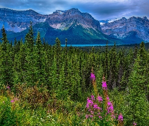 Prowincja Alberta, Lasy, Kanada, Góry, Jezioro Hector Lake, Park Narodowy Jasper, Drzewa, Łąka