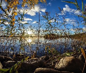 Jezioro, Wschód Słońca, Trzciny, Jesień, Kamienie