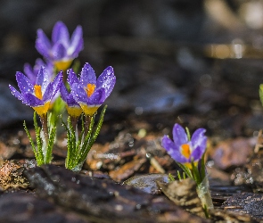 Kwiaty, Krople, Krokusy