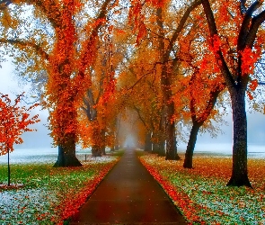 Mgła, Szron, Drzewa, Droga, Jesień