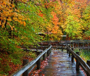 Jesień, Rzeka, Most, Park