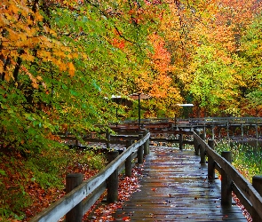 Most, Jesień, Rzeka, Park