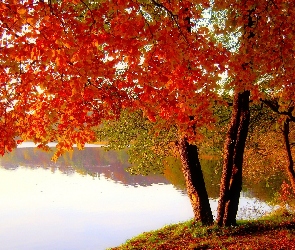Jezioro, Jesień, Drzewa, Kolorowe