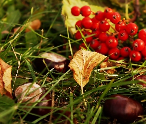 Jarzębina, Jesień, Kasztany