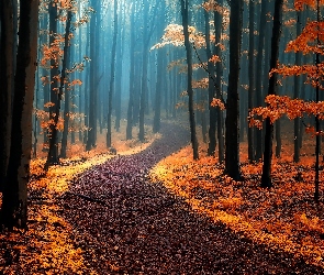 Jesień, Mgła, Ścieżka, Drzewa, Las