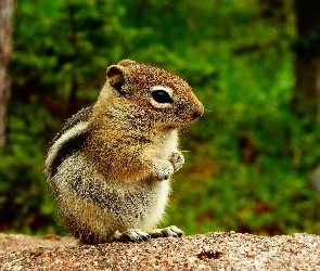 Wiewiórka, Las, Chipmunk