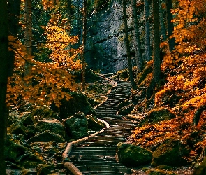 Las, Jesień, Skały, Ścieżka