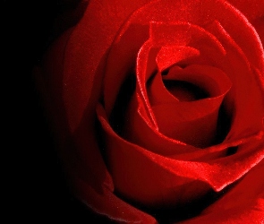 Krwisto, Róża, Czerwona