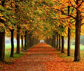 Jesień, Park, Kasztany, Liście, Drzewa