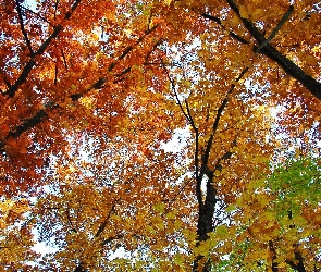 Jesień, Drzew, Gałęzie, Niebo