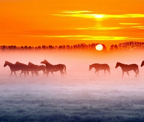 Stado, Konie, Mgła, Pastwisko, Wschód Słońca, Łąka