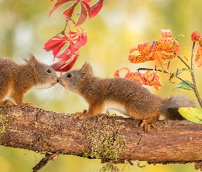 Wiewiórki, Słodkie, Gałąź, Pocałunek, Dwie, Jesień, Drzewa
