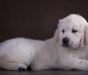 Golden, Biały, Szczeniaczek, Retriever