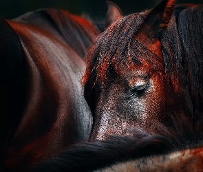 Konie, Śpiące