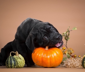 Cane Corso, Dynie, Pies, Szczeniak