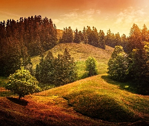 Krajobraz, Zachód Słońca, Wzgórz, Drzewa