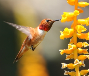 Koliber, Makro, Kwiat