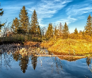 Jezioro, Las