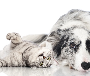 Owczarek australijski-australian shepherd, Kot