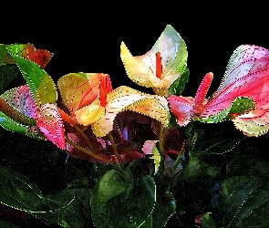 Anturium, Grafika, Kwiaty