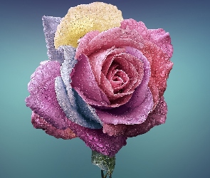 Róża, Kropelki, Kolorowa
