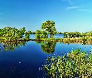 Drzewa, Trawy, Jezioro