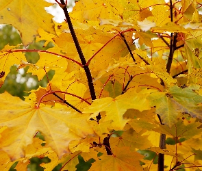 Jesień, Liście, Żółte, Gałązka