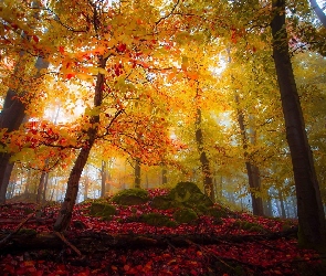 Las, Jesień, Liście, Drzewa, Kolorowy