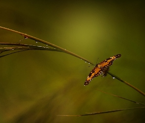 Motyl, Gałązka