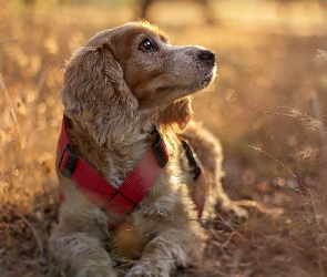 Pies, Cocker spaniel angielski, Trawy, Suche