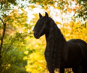 Koń, Jesień, Piękna Grzywa
