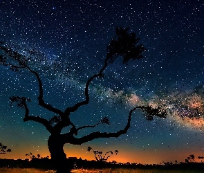 Noc, Drzewa, Gwiazdy, Niebo