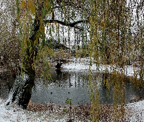 Kaczki, Drzewo, Zima, Staw