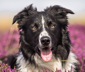 Border Collie, Pies