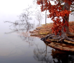 Jesień, Drzewo, Jezioro, Mgła