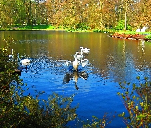 Jesień, Łabędzie, Park, Staw