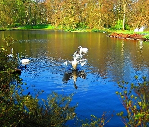 Park, Jesień, Łabędzie, Staw