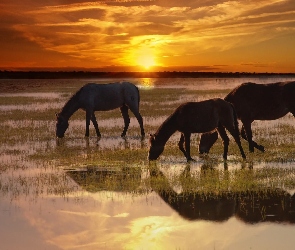Konie, Słońca, Zachód, Rzeka