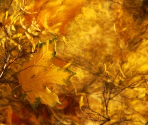 Jesienny, Liść, Żółty