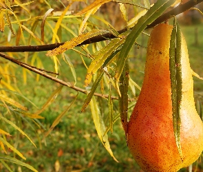 Gruszka, Śmieszne, Wierzba