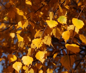 Liście, Brzoza, Jesienne