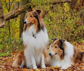 Dwa, Owczarki, Jesień, Collie, Tricolor, Szkockie