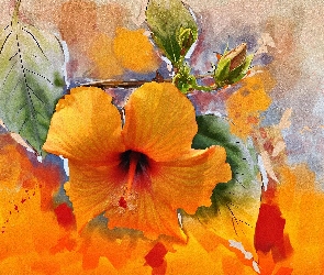 Pomarańczowy, Grafika, Tekstura, Kwiat, Hibiskus