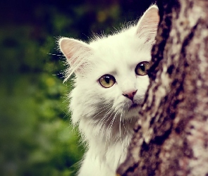 Kot, Drzewo, Biały