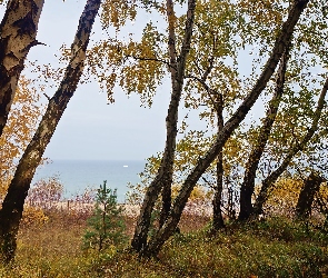 Drzewa, Morze