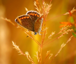 Kłos Trawy, Makro, Motyl