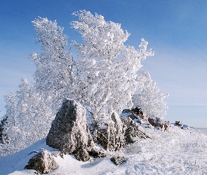 Zima, Kamienie, Drzewa, Krzewy, Ośnieżone